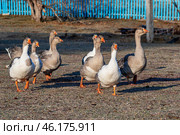 Южный Урал, стадо домашних гусей прогуливается по деревне. Southern Urals, a flock of the domestic geese walks through the villager. Стоковое фото, фотограф Евгений Романов / Фотобанк Лори