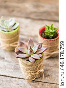 Succulent plants in burlap pots on a rustic wooden table display a beautiful natural decor arrangement. Стоковое фото, фотограф Сергей Толмачёв / Фотобанк Лори