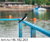 Южный Урал, деревенская ласточка (Hirundo rustica) на перилах пирса. South Urals, barn swallow (Hirundo rustica) on the pier railing. Стоковое фото, фотограф Евгений Романов / Фотобанк Лори