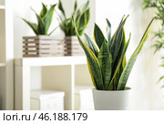 Decorative sansevieria plant in interior of room. Стоковое фото, фотограф Pixel_shot / Фотобанк Лори