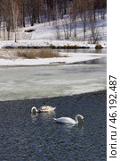 Южный Урал, пара лебедей-шипунов (Cygnus olor) на озере весной. Southern Urals, a couple of the mute swan (Cygnus olor) on the lake in spring. Стоковое фото, фотограф Евгений Романов / Фотобанк Лори