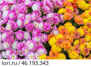Красивый фон образованный ярким цветущими корейскими хризантемами. Beautiful background formed by brightly blooming Korean chrysanthemums. Стоковое фото, фотограф Татьяна Д / Фотобанк Лори