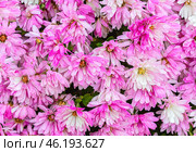 Красивый фон образованный ярким цветущими корейскими хризантемами. Beautiful background formed by brightly blooming Korean chrysanthemums. Стоковое фото, фотограф Татьяна Д / Фотобанк Лори