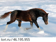 Trotting race horse on a background of a snowfall and winter woods. Бегущая рысью спортивная лошадь на фоне снегопада и снежных сугробов. Стоковое фото, фотограф Михаил Кондрашов / Фотобанк Лори