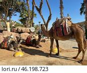 Camel Ride Point in Eilat Resort Area. Редакционное фото, фотограф Irina Opachevsky / Фотобанк Лори