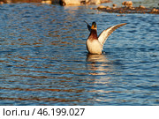 Южный Урал, самец кряквы (Anas platyrhynchos) на воде. Southern Urals, male mallard (Anas platyrhynchos) on the water. Стоковое фото, фотограф Евгений Романов / Фотобанк Лори