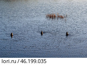 Южный Урал, ныряющие кряквы (Anas platyrhynchos) на озере. Southern Urals, diving mallards (Anas platyrhynchos) on the lake. Стоковое фото, фотограф Евгений Романов / Фотобанк Лори