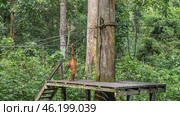 Sepilok Orangutan Rehabilitation Centre. An orangutan stands on a boardwalk, holding on to a stretched rope, waiting for feeding. Lush green tropical vegetation. Malaysia. Borneo. Sandakan. (2023 год). Стоковое фото, фотограф Вера Ивановна Кубарева / Фотобанк Лори
