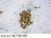 Южный Урал, помёт рябчика (Tetrastes bonasia) на снегу весной. Southern Urals, hazel grouse droppings (Tetrastes bonasia) on snow in spring. Стоковое фото, фотограф Евгений Романов / Фотобанк Лори
