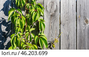Blooming wild grapes on a wooden fence. Стоковое фото, фотограф Igor Skripachev / Фотобанк Лори