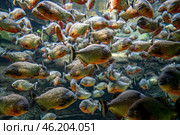 Red bellied piranha fish (Pygocentrus Nattereri) swimming in river water in South America jungle. Стоковое фото, фотограф Андрей Армягов / Фотобанк Лори