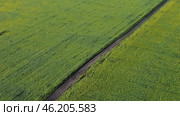 Breathtaking bird's-eye views over the vast expanses of sunflower fields are designed so that the viewer can feel like a part of this vast world. Стоковое видео, видеограф Скрипачев Антон / Фотобанк Лори