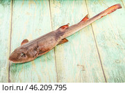 Raw indian catshark for cooking. Стоковое фото, фотограф Андрей Старостин / Фотобанк Лори
