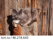 Южный Урал, серый кот дремлет у ворот деревенского дома. Southern Urals, a gray cat dozing at the gate of a village house. Стоковое фото, фотограф Евгений Романов / Фотобанк Лори