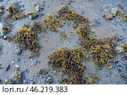 Фукус, бурые водоросли. Стоковое фото, фотограф Лариса Вишневская / Фотобанк Лори