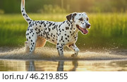 Dalmatian dog running and splashing in water. Стоковое AI-видео, аниматор Юрий Поздников / Фотобанк Лори