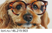 Adorable cavapoo puppy wearing round eyeglasses on white background. Стоковое AI-видео, аниматор Юрий Поздников / Фотобанк Лори