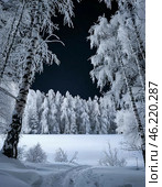Trees covered with frost against the black winter sky. Winter night landscape. Стоковое AI-изображение, AI-художник Сергей Елизарьев / Фотобанк Лори