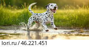 Dalmatian dog running and splashing through water in summer meadow. Стоковое AI-изображение, AI-художник Юрий Поздников / Фотобанк Лори