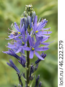Camassia leichtlinii Caerulea flower in a garden. Стоковое фото, фотограф Ольга Сейфутдинова / Фотобанк Лори
