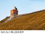 Южный Урал, кошка на крыше деревенского дома. Лишайник на крытой шифером крыше. Дымовая труба из кирпича. Southern Urals, a cat on the roof of a village house. Lichen on the slate roof. The chimney is made of brick. Стоковое фото, фотограф Евгений Романов / Фотобанк Лори