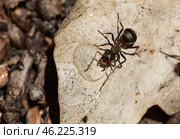 Муравьи formica pratensis. Стоковое фото, фотограф Ольга Дубровская / Фотобанк Лори