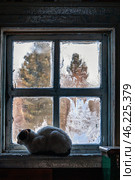 Сибирь, деревенский дом: заледенелое окно, кот на подоконнике. Siberia, a village house: an icy window, a cat on the windowsill. Стоковое фото, фотограф Евгений Романов / Фотобанк Лори