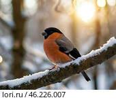 Снегирь (pyrrhula pyrrhula) Стоковое AI-изображение, AI-художник Руслан Лесков / Фотобанк Лори