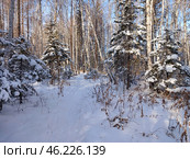 Зимний лес. Стоковое фото, фотограф Елена Забелина / Фотобанк Лори