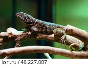 Lizard Keeled masked iguana in a terrarium. Стоковое фото, фотограф Ekaterina Barashkova / Фотобанк Лори