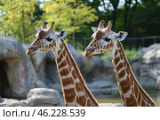 Giraffes Standing Together in a Sunny Autumn Setting at the Zoo. Стоковое AI-изображение, AI-художник Юлия Гапеенко / Фотобанк Лори