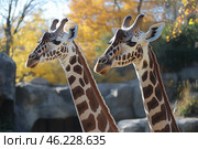 Giraffes Standing Together in a Sunny Autumn Setting at the Zoo. Стоковое AI-изображение, AI-художник Юлия Гапеенко / Фотобанк Лори