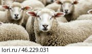 Flock of sheep grazes peacefully in a rustic farm setting alive with nature. Detailed closeup of brown and white sheep herd. Concept of sheep farming and herding. Open-air sheepfold. Farmhouse. Стоковое AI-изображение, AI-художник Евгений Демидюк / Фотобанк Лори