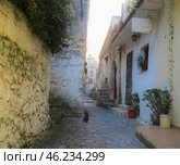 Scalea, Italy. November 11, 2024. Calabria. Scalea old city.A cat sits in the middle of a narrow street in the historic part of the city. Редакционное фото, фотограф Мария Фетисова / Фотобанк Лори