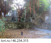 Scalea, Italy. November 12, 2024. Calabria. Scalea old city, historical center.The cat sits in front of the tree of life. Редакционное фото, фотограф Мария Фетисова / Фотобанк Лори