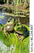 Two green frogs perched on leaves in a lush garden during daytime. Стоковое AI-изображение, AI-художник Юлия Гапеенко / Фотобанк Лори