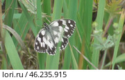 Бабочка Пестроглазка галатея Melanargia galathea. Стоковое видео, видеограф Александр Мамонтов / Фотобанк Лори