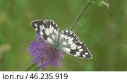 Бабочка Пестроглазка галатея Melanargia galathea. Стоковое видео, видеограф Александр Мамонтов / Фотобанк Лори