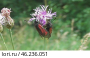 Бабочка Пестрянка скабиозовая Zygaena osterodensis Reiss. Стоковое видео, видеограф Александр Мамонтов / Фотобанк Лори