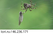 Паук Угловатый крестовик Araneus angulatus и его жертва бабочка боярышница. Стоковое видео, видеограф Александр Мамонтов / Фотобанк Лори