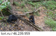 Two biruangs are feeding. Endemic animals eat fruits laid out on the ground, at the roots of trees. Black fur, orange muzzles. Top view. Malaysia. Borneo. Sandakan.Bornean Sun Bear Conservation Centre. Стоковое фото, фотограф Вера Ивановна Кубарева / Фотобанк Лори