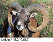 Портрет Европейского муфлона. Дикий горный баран Ovis orientalis musimon на зеленом фоне. Стоковое фото, фотограф Евгений Зимин / Фотобанк Лори
