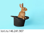 Magician hat with cute rabbit on color background. Стоковое фото, фотограф Pixel_shot / Фотобанк Лори