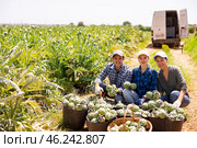 Happy farmers posing with harvest of artichoke on field. Стоковое фото, фотограф Яков Филимонов / Фотобанк Лори