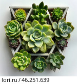 Several succulents neatly arranged in a geometric container. The plants have various shades of green, as well as purple and pink accents. Each succulent is shaped like a rosette, with leaves that can be slightly fleshy and plump, creating an interesting texture. The background is minimalist, which emphasizes the beauty of the plants. Стоковое AI-изображение, AI-художник Анна Кривицкая / Фотобанк Лори
