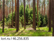 Молодые ели среди сосен в солнечном весеннем лесу. Стоковое фото, фотограф Анна Ефимова / Фотобанк Лори