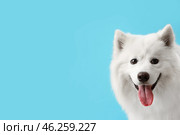 White Samoyed dog on blue background, closeup. Стоковое фото, фотограф Pixel_shot / Фотобанк Лори