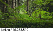 View of the Forest in Norway. Beautiful nature of Norway. The camera moves from the first person through the thicket of a pine forest. Стоковое видео, видеограф Андрей Армягов / Фотобанк Лори