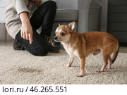 Owner scolding her dog for wet spot on carpet. Стоковое фото, фотограф Pixel_shot / Фотобанк Лори