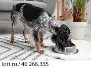 Cute cocker spaniel drinking water in living room. Стоковое фото, фотограф Pixel_shot / Фотобанк Лори